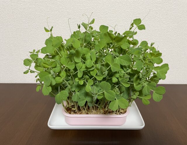 豆苗、その後